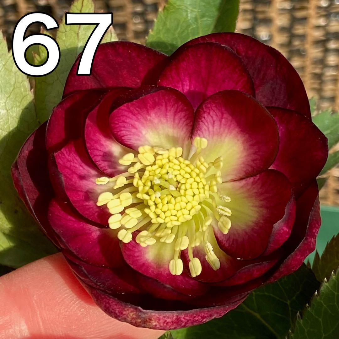 グロッシーカラー⭐︎レッド（小輪カップ咲き）★クリスマスローズ苗