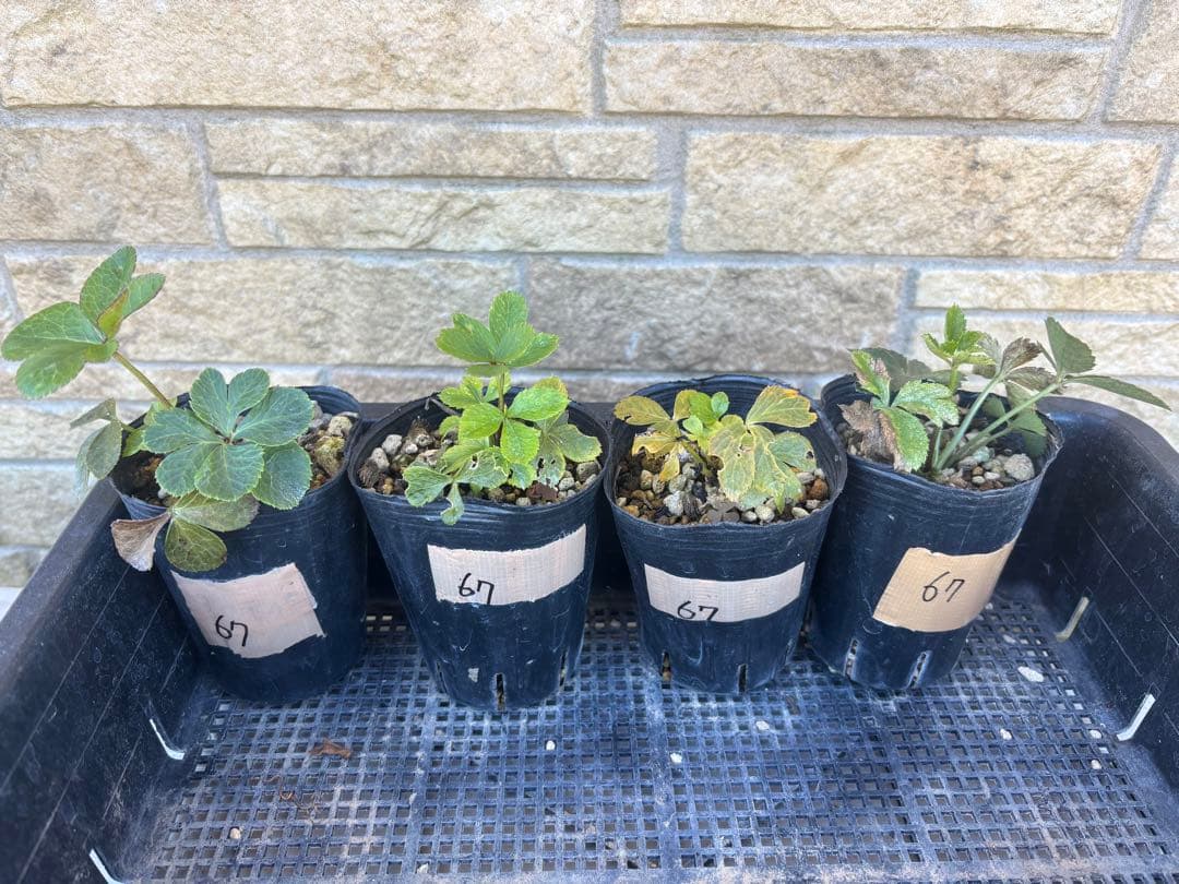 グロッシーカラー⭐︎レッド（小輪カップ咲き）★クリスマスローズ苗