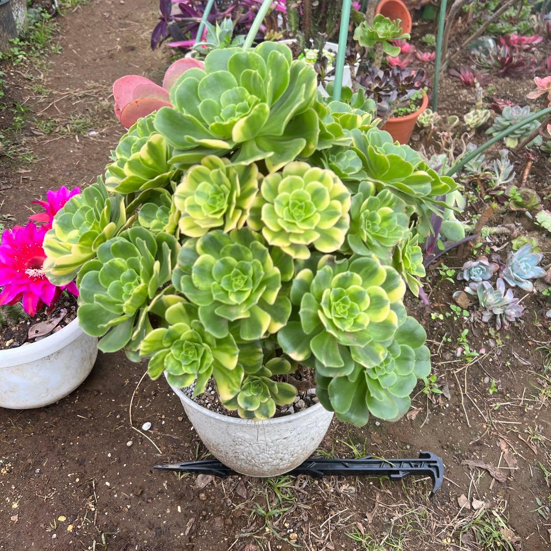 多肉植物。五彩瑠璃法師錦抜き苗