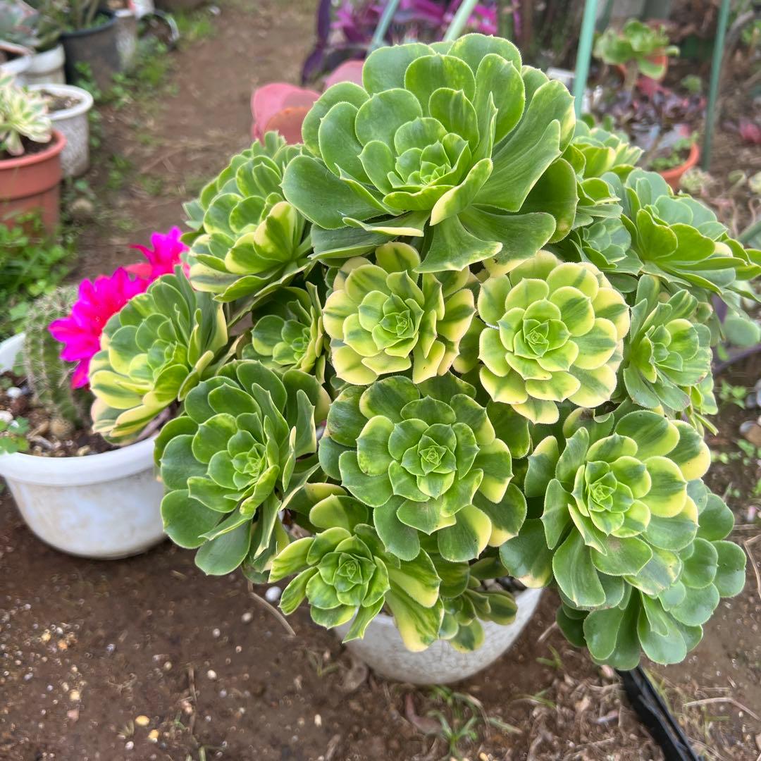 多肉植物。五彩瑠璃法師錦抜き苗