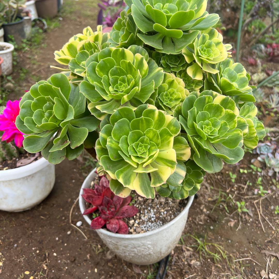 多肉植物。五彩瑠璃法師錦抜き苗