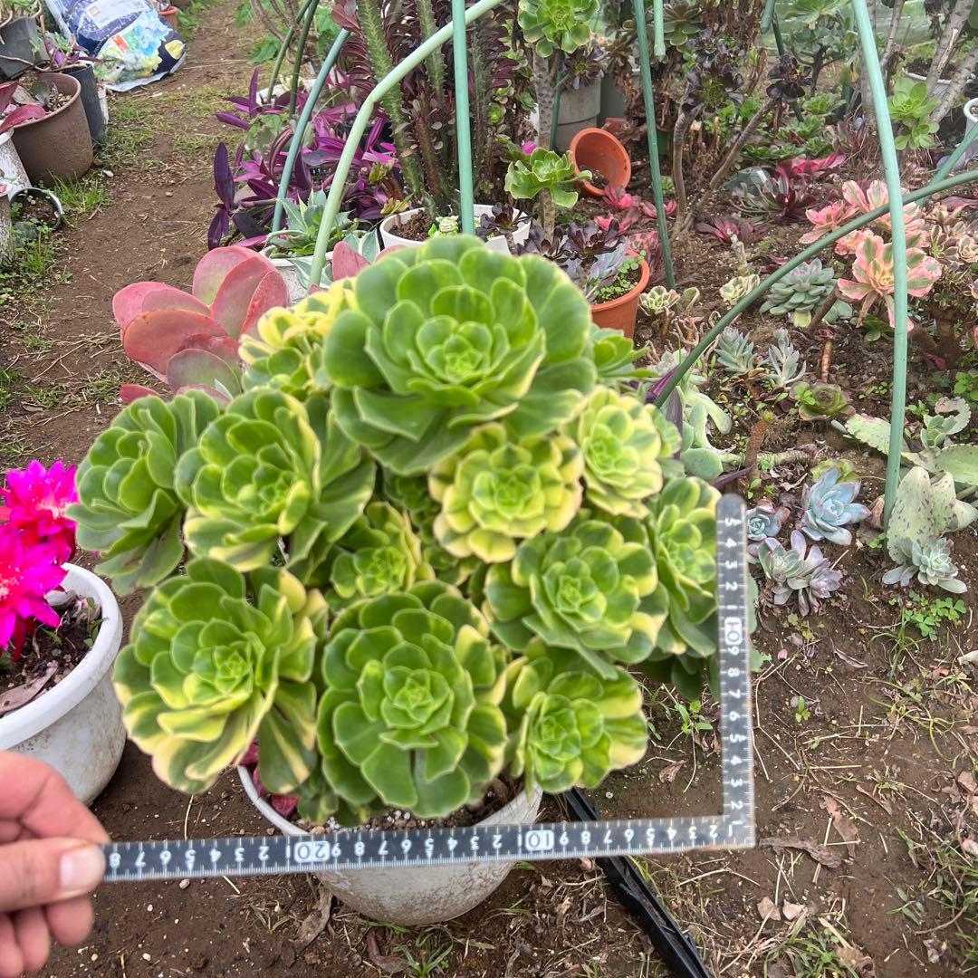 多肉植物。五彩瑠璃法師錦抜き苗