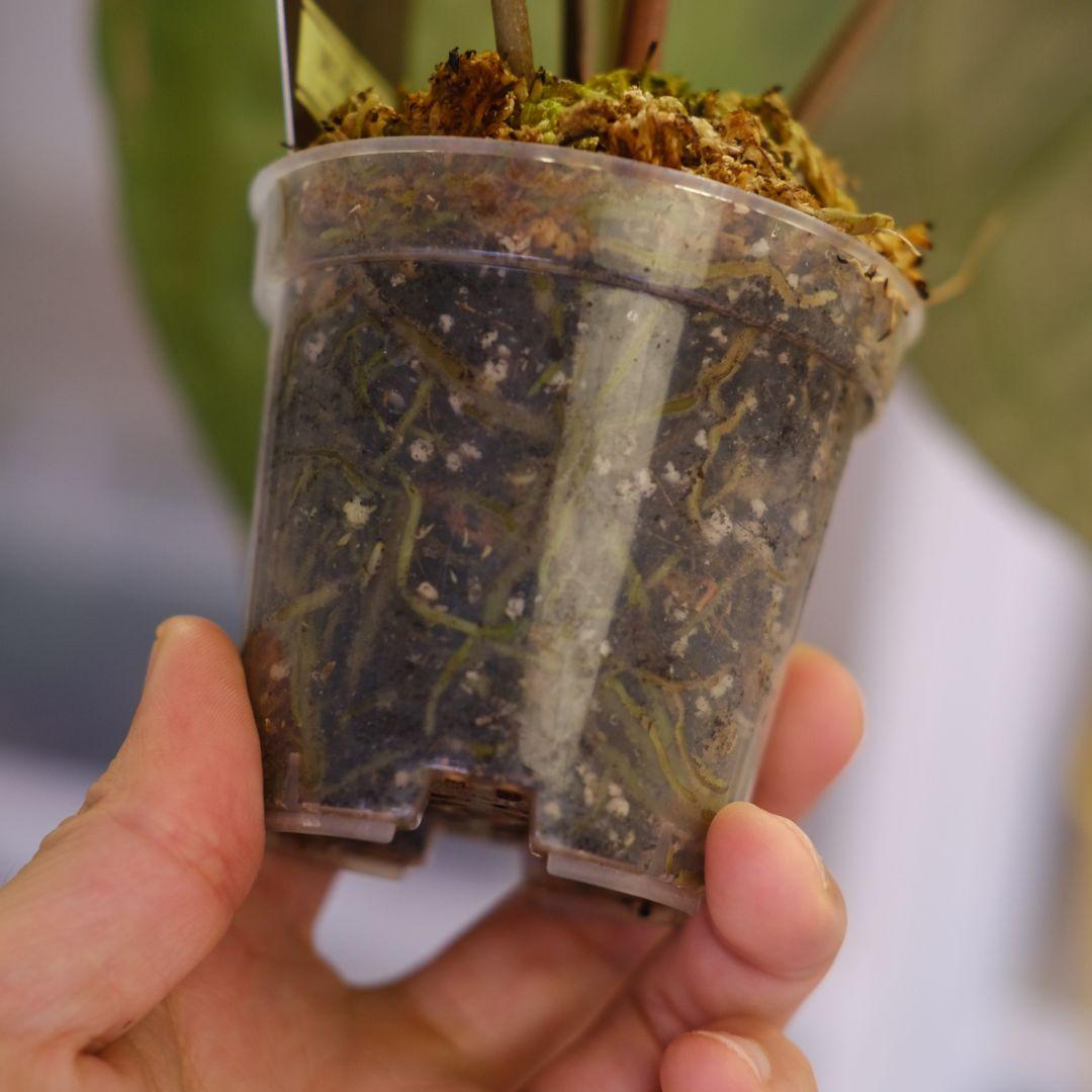 【正規タグ】Anthurium 'Michelle' /アンスリウム・ミシェル⑥