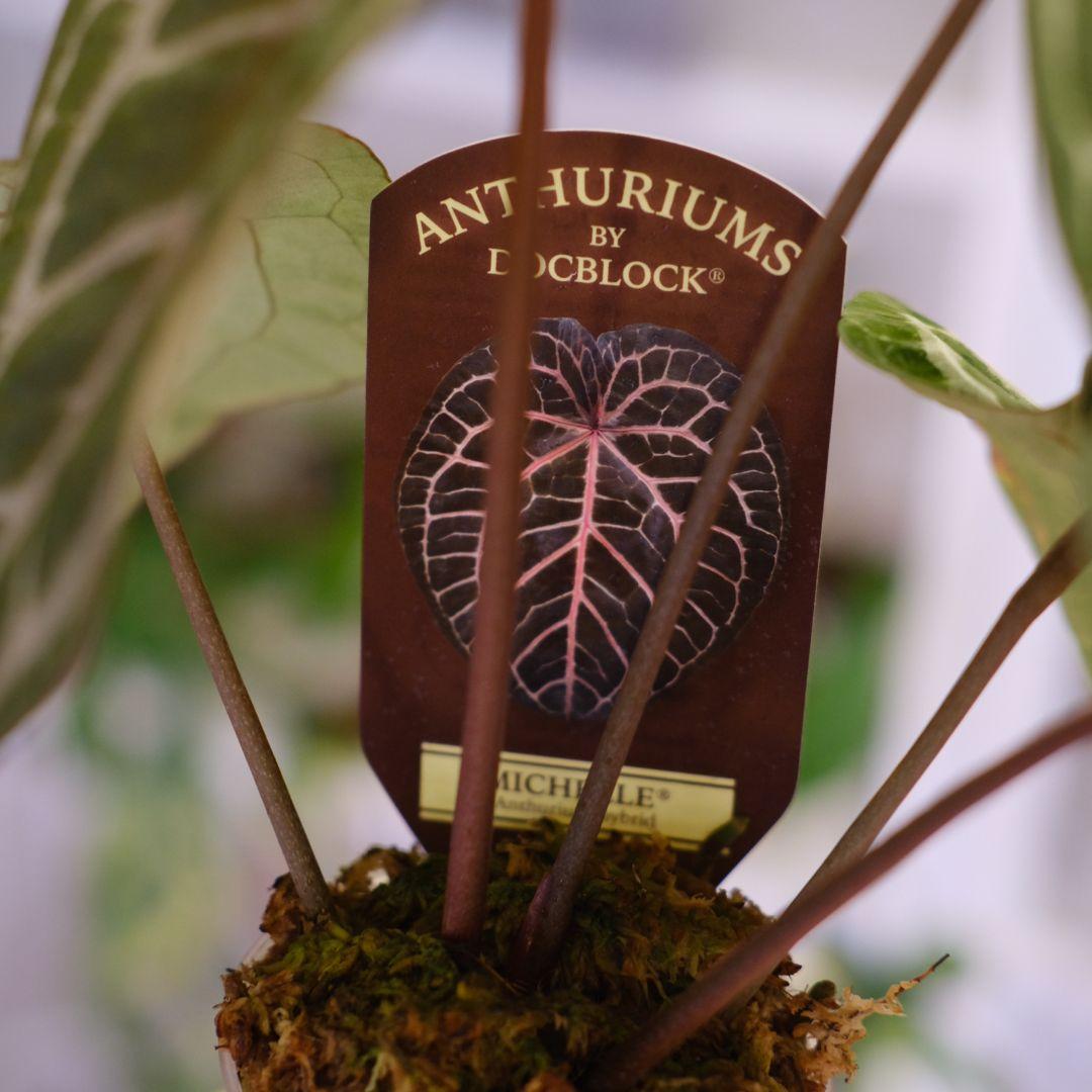 【正規タグ】Anthurium 'Michelle' /アンスリウム・ミシェル⑥