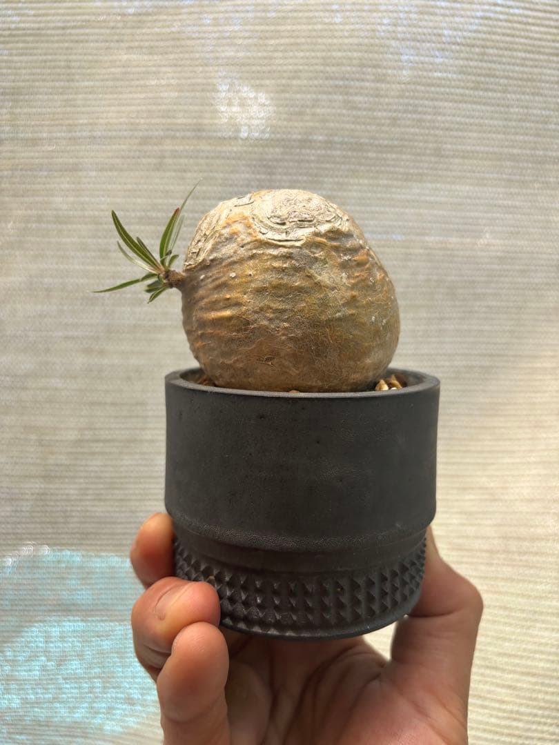 グラキリス　spicy gem コピアポア オペルクリカリア まんじゅう型