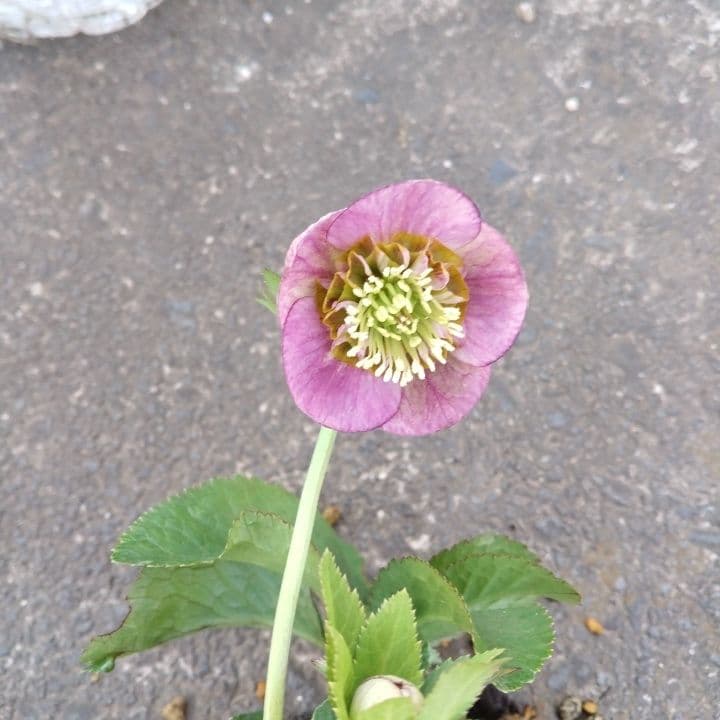 クリスマスローズセミダブル 加藤農園。開花株。登録品種。NO1