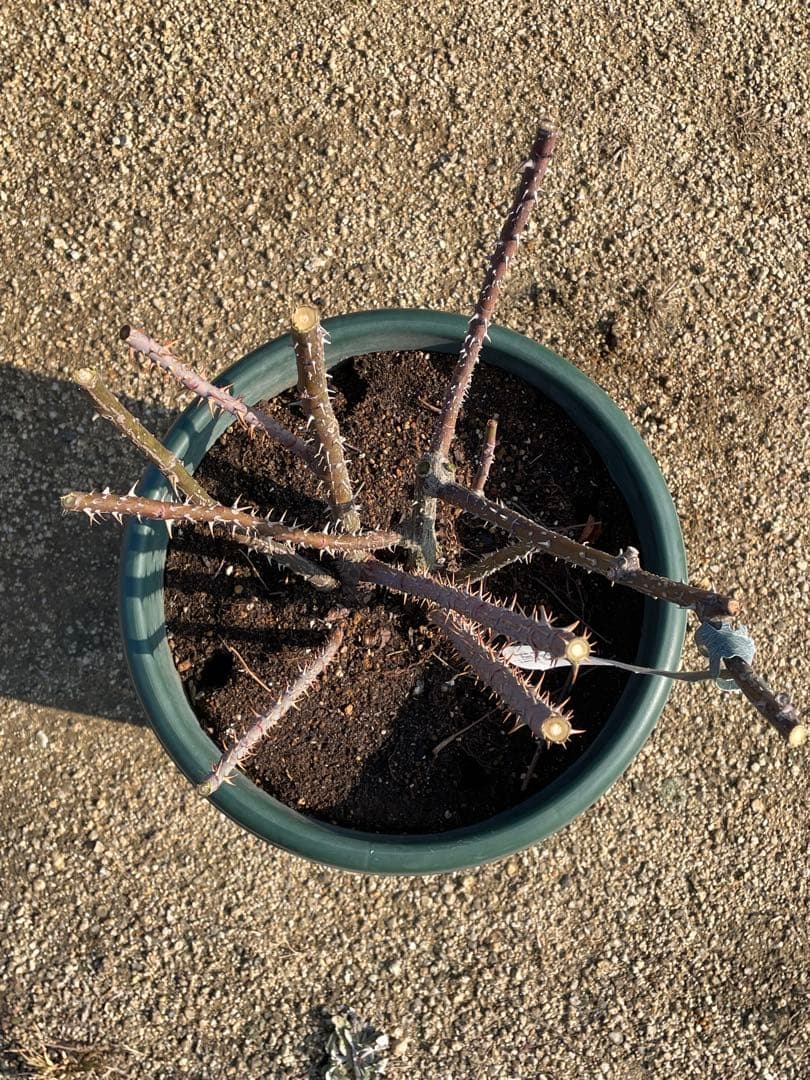 【ガートルートジェキル】イングリッシュローズ　裸苗