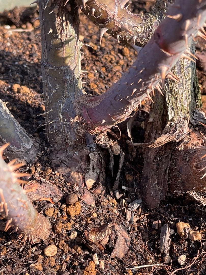 【ガートルートジェキル】イングリッシュローズ　裸苗