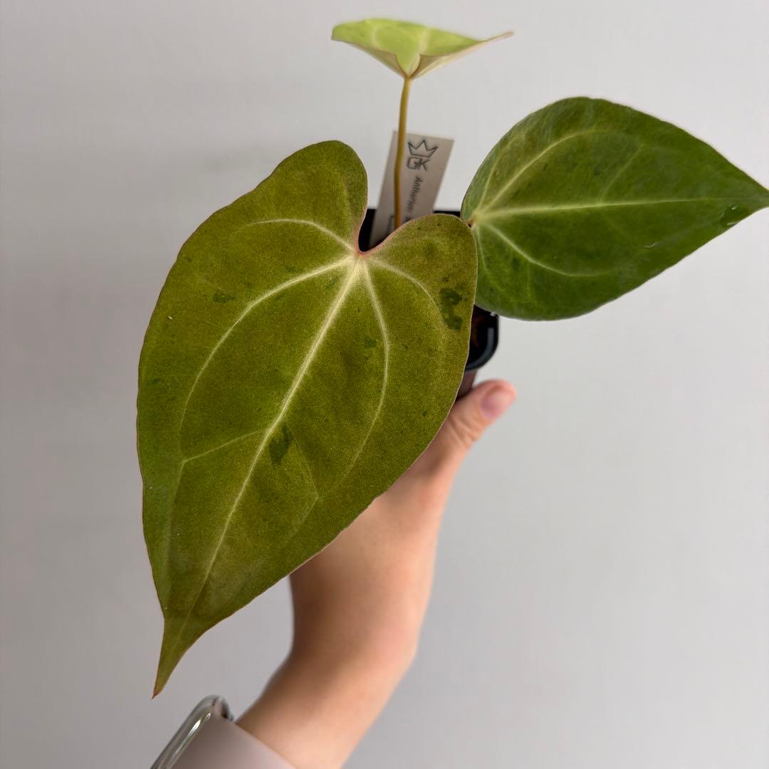 Anthurium ‘Mint King’ アンスリウムミントキング