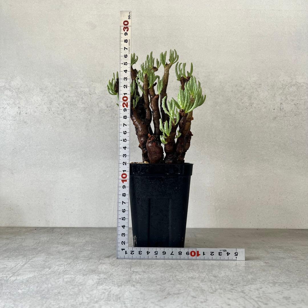 チレコドン ハリー　現地球　Tylecodon hallil