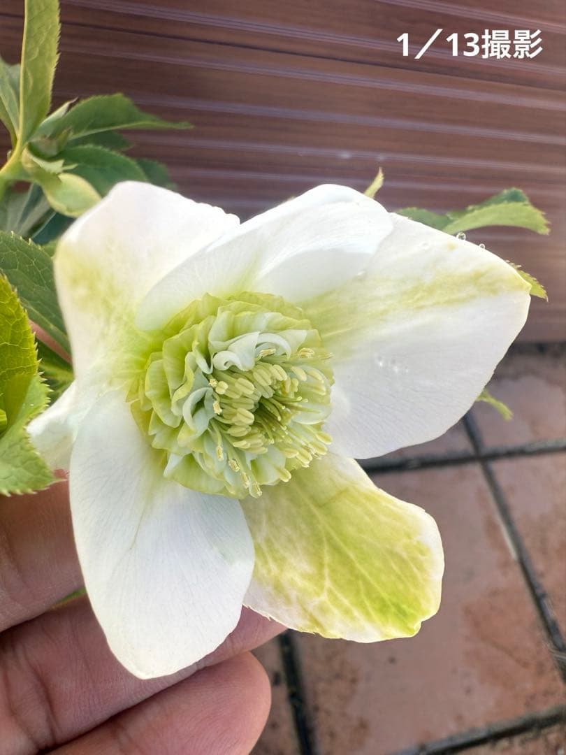 【未株分】若泉ファーム クリスマスローズ セミダブル