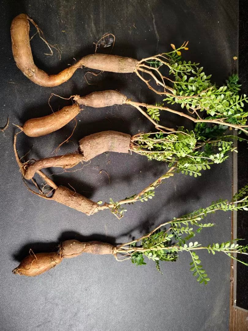 こ*い様 オペルクリカリア パキプス／Operculicarya pachypu