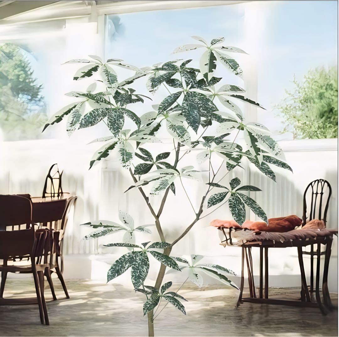 光触媒　人工観葉植物　フェイクグリーン　パキラミルキーウェイ120FST
