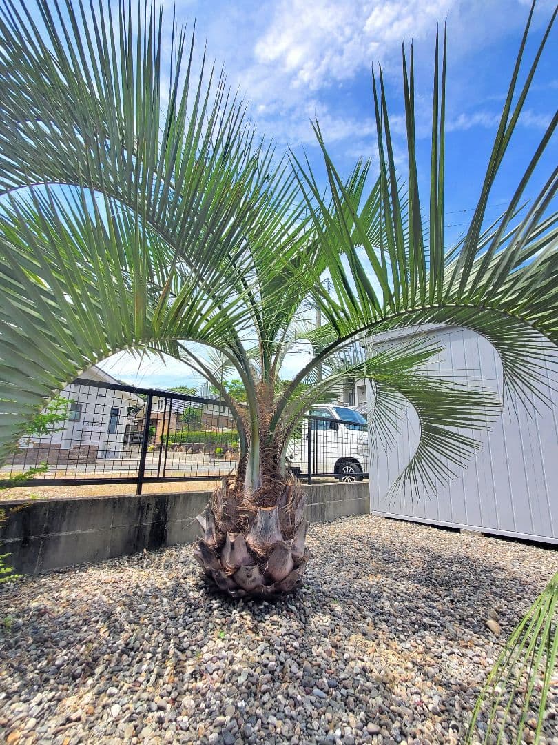 ココスやし 引き取り希望