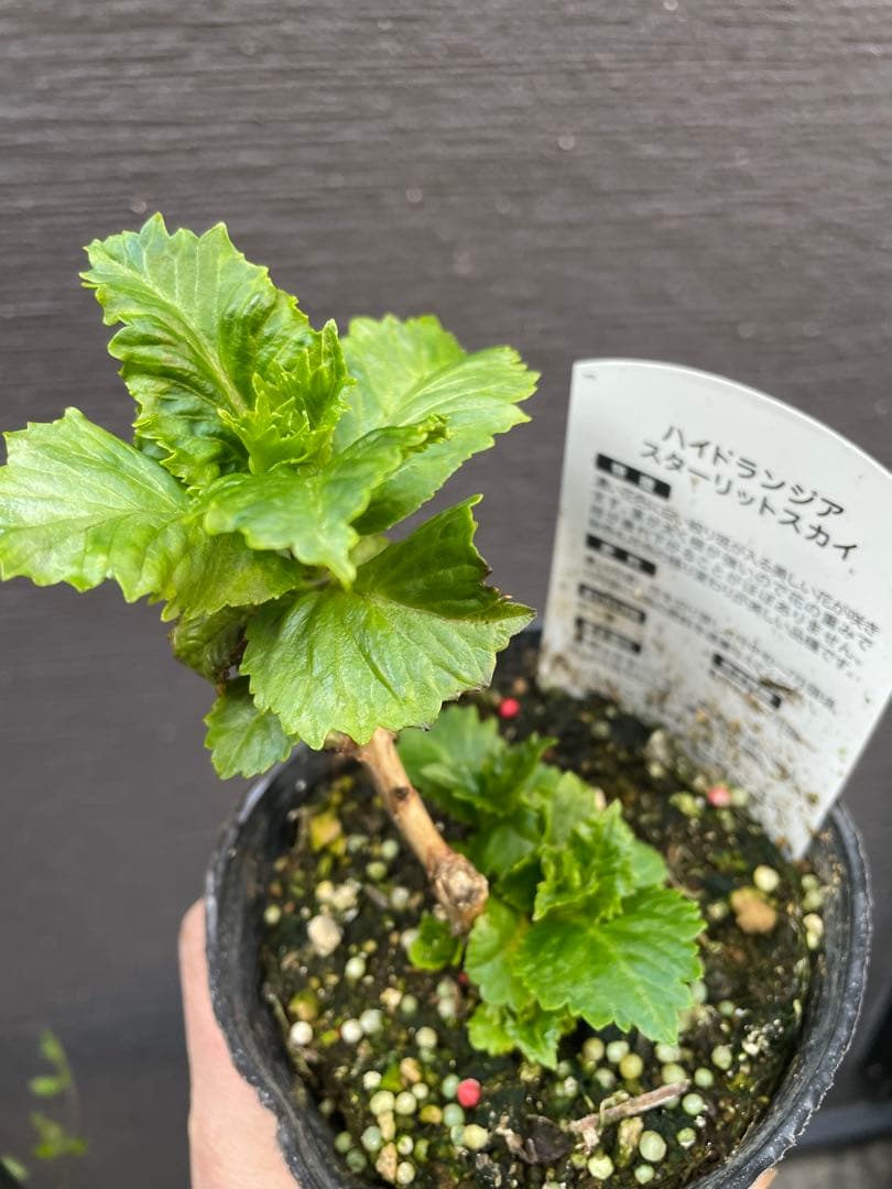 【花苗】ハイドランジア スターリットスカイ タグ付き正規品 紫陽花 あじさい
