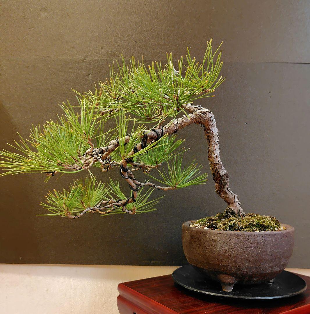 赤松盆栽！