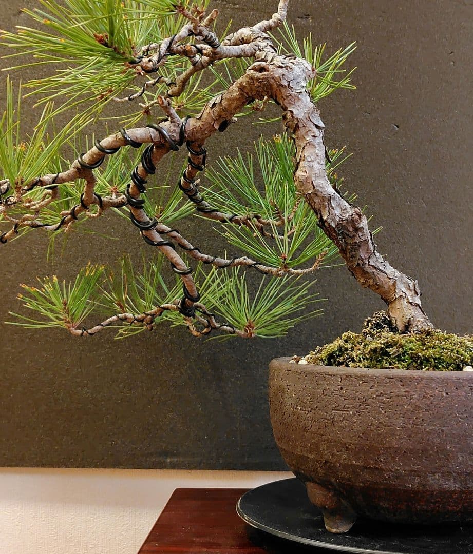 赤松盆栽！