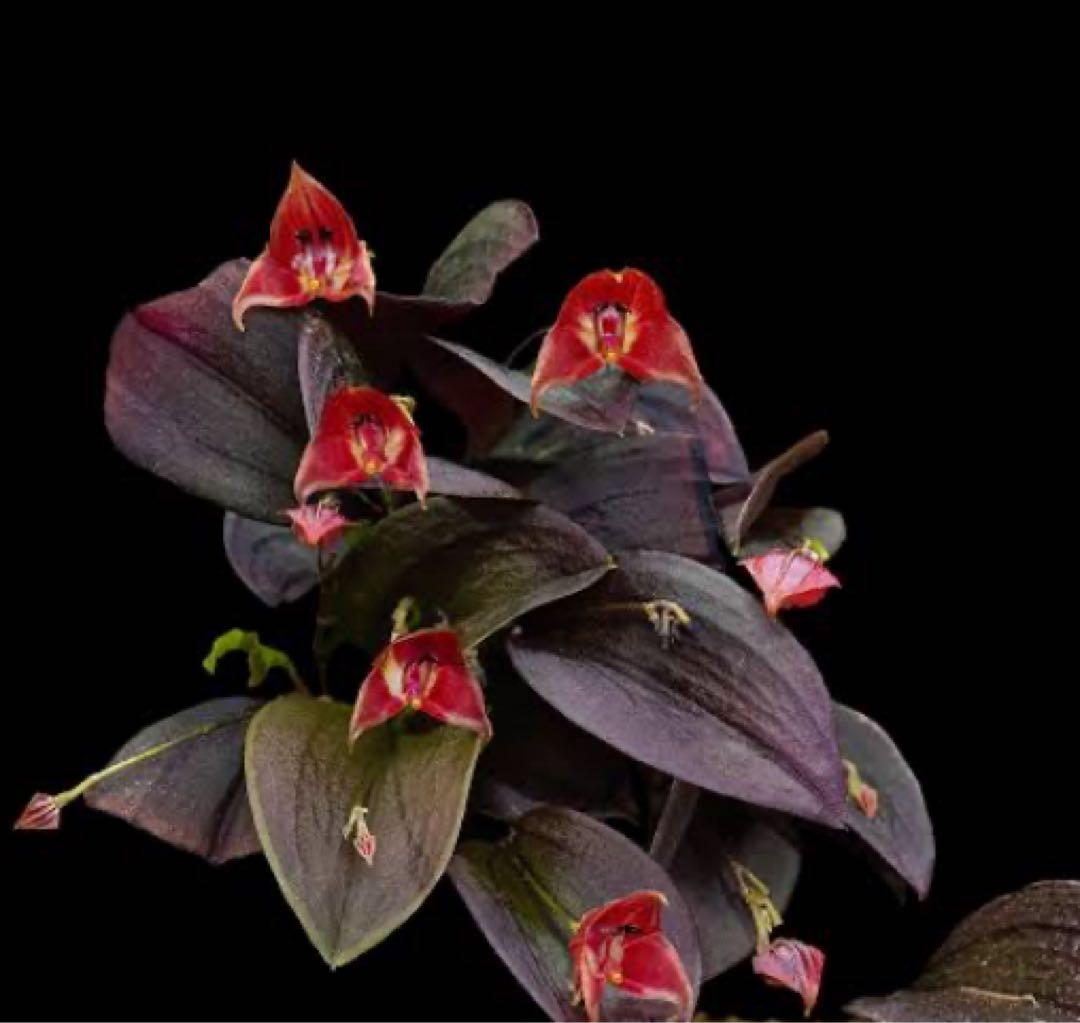 lepanthes lucifer レア種　南米小型着生ランレパンテスミニチュア