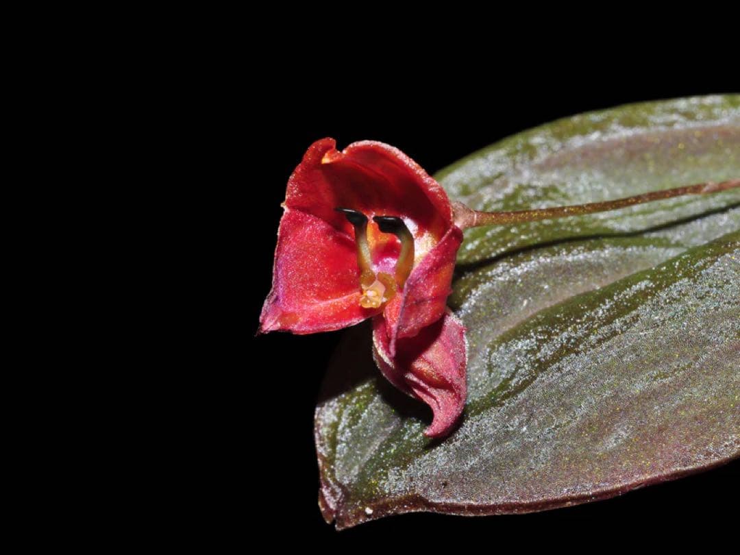 lepanthes lucifer レア種　南米小型着生ランレパンテスミニチュア