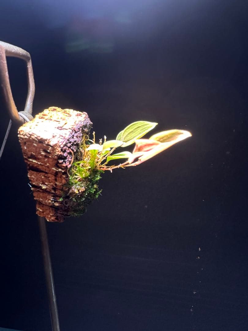 lepanthes lucifer レア種　南米小型着生ランレパンテスミニチュア