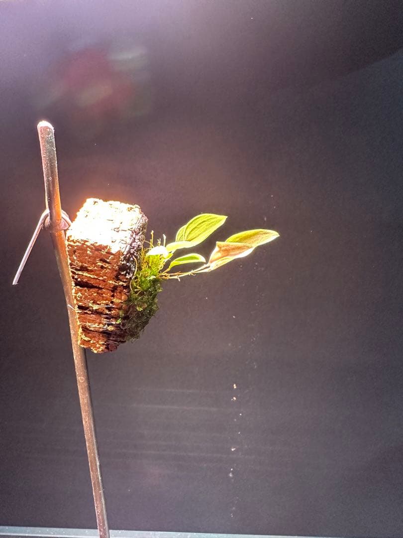 lepanthes lucifer レア種　南米小型着生ランレパンテスミニチュア