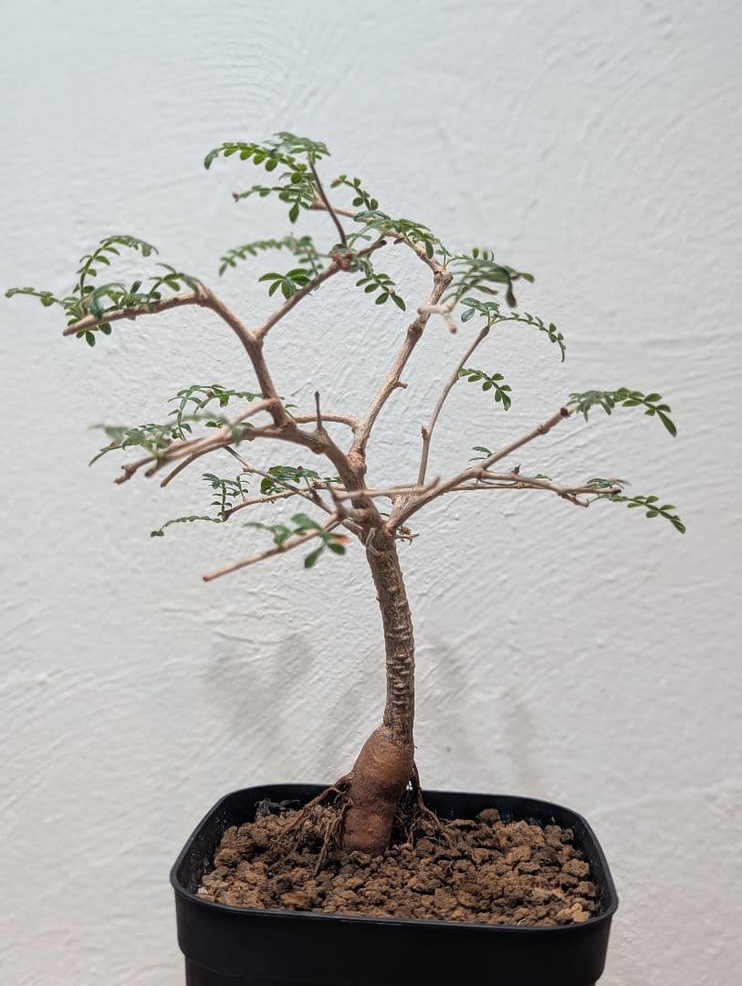 オペルクリカリア・ヒファエノイデス② 4号鉢