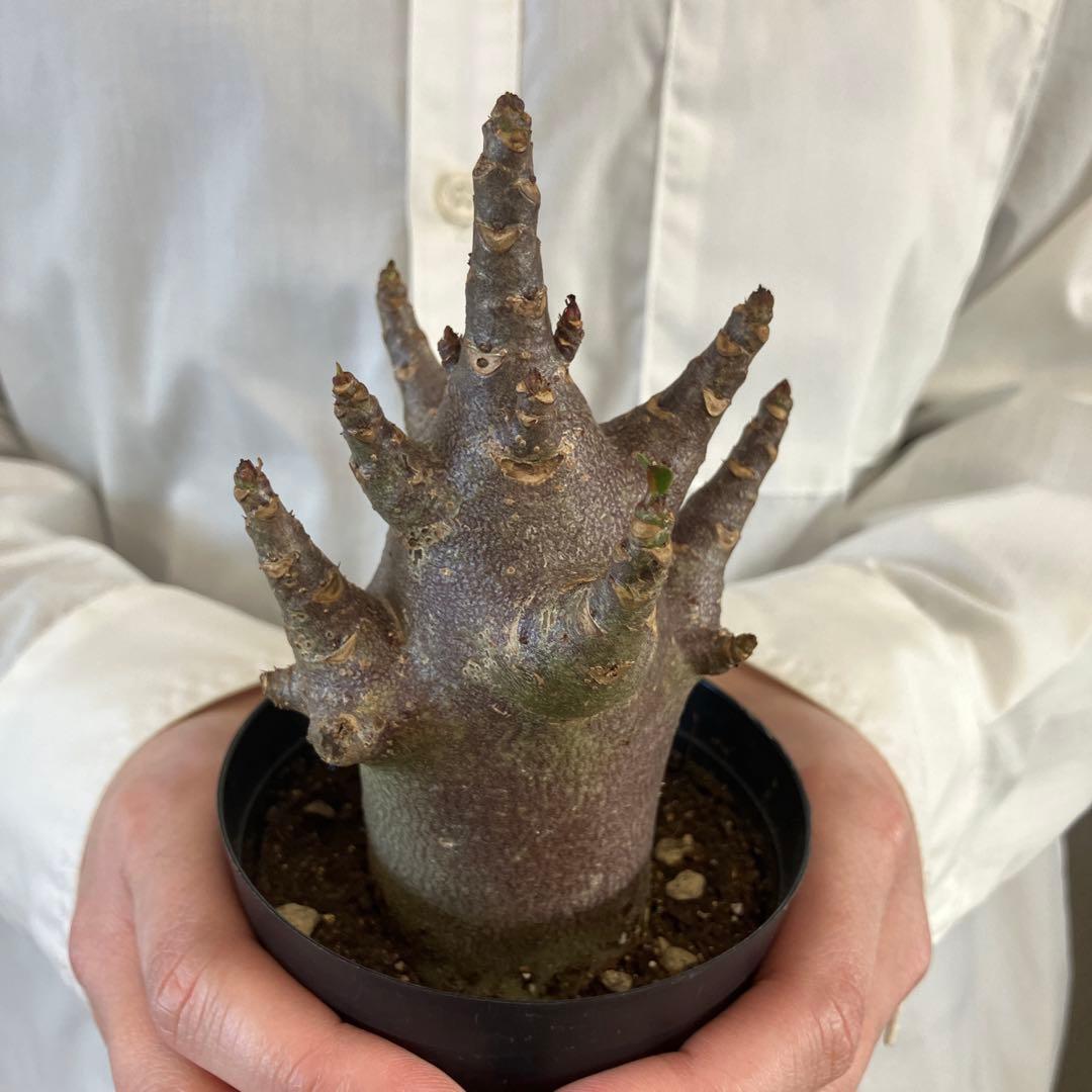 超希少❗️アデニウム　ブラックスキン✨