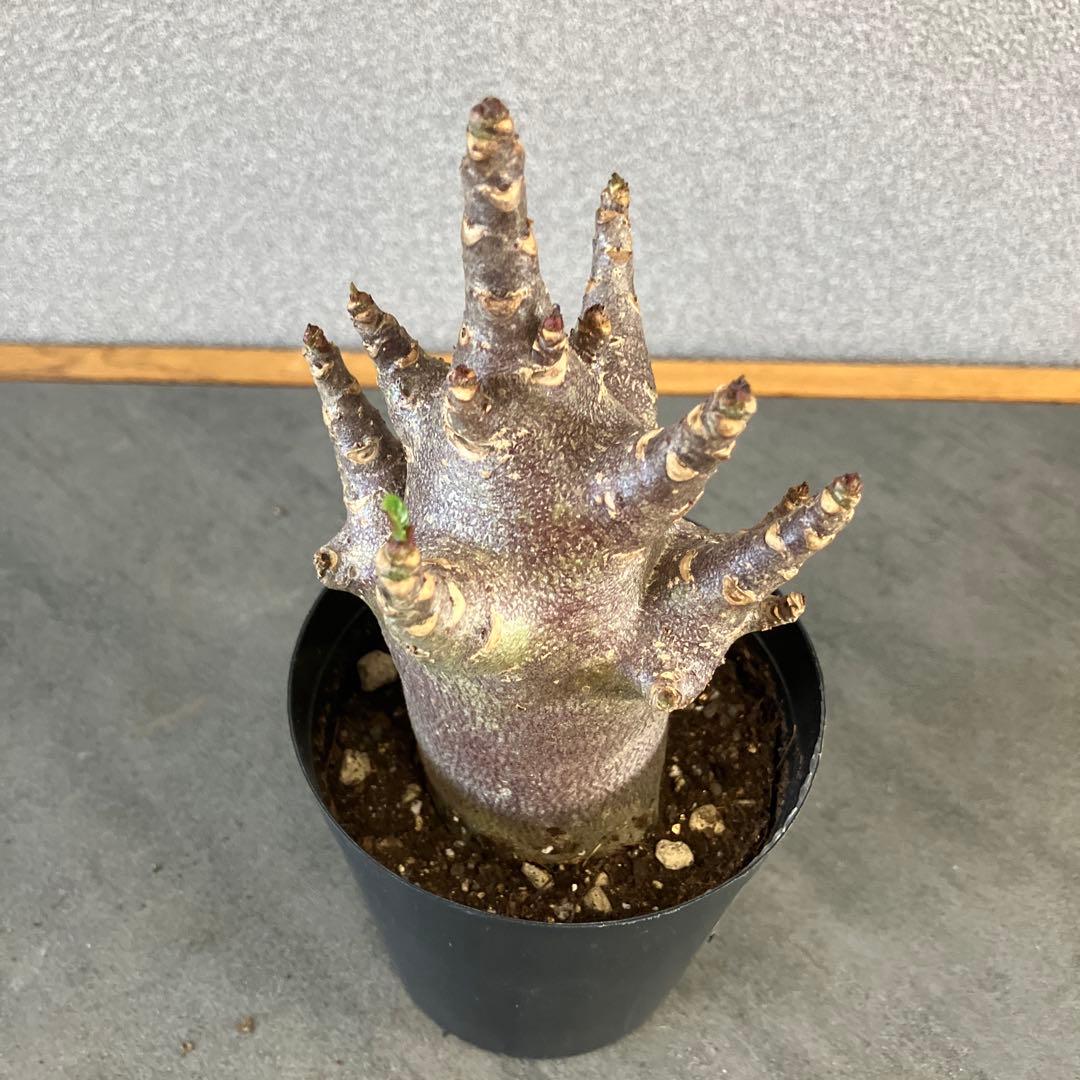 超希少❗️アデニウム　ブラックスキン✨