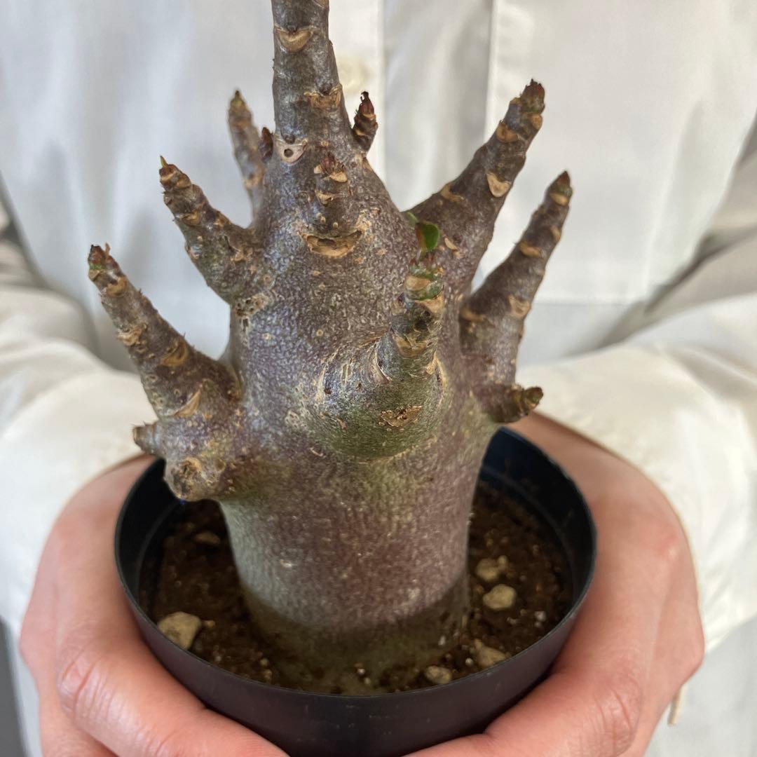 超希少❗️アデニウム　ブラックスキン✨