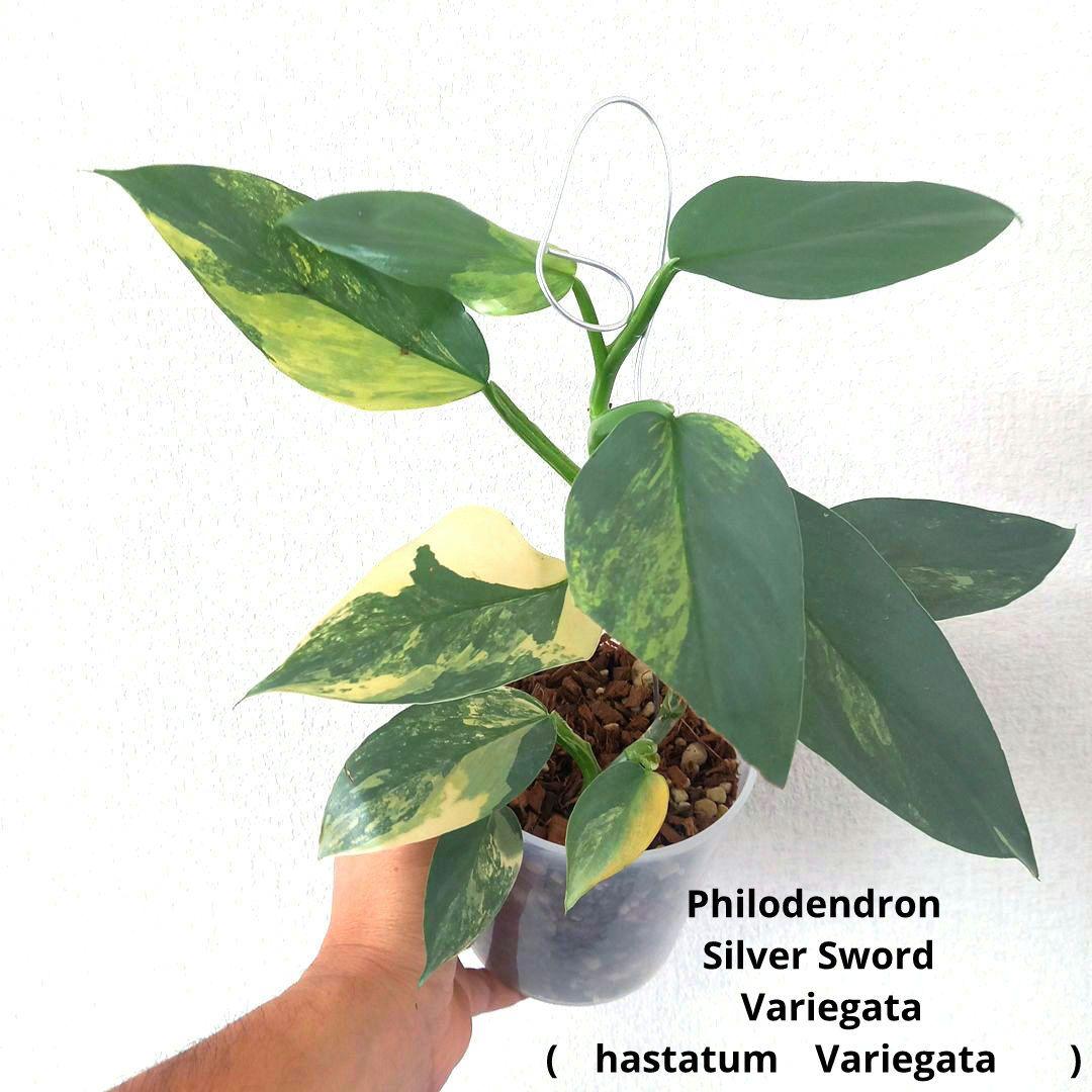 超希少 フィロデンドロン　シルバーソード斑入 (ハスタータム斑入)