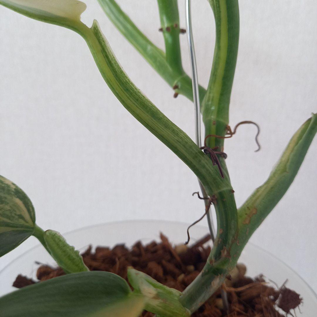 超希少 フィロデンドロン　シルバーソード斑入 (ハスタータム斑入)