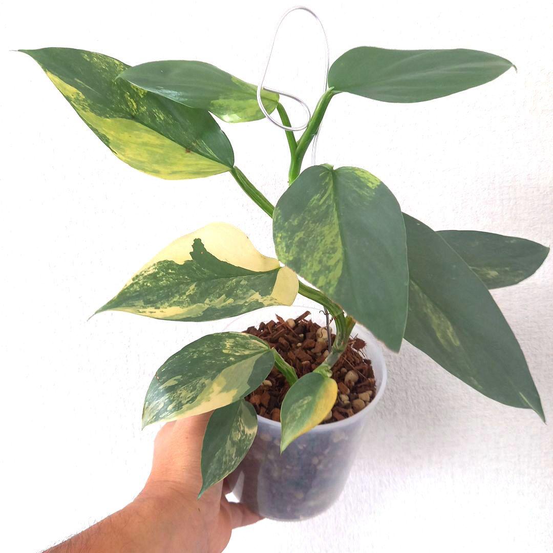 超希少 フィロデンドロン　シルバーソード斑入 (ハスタータム斑入)