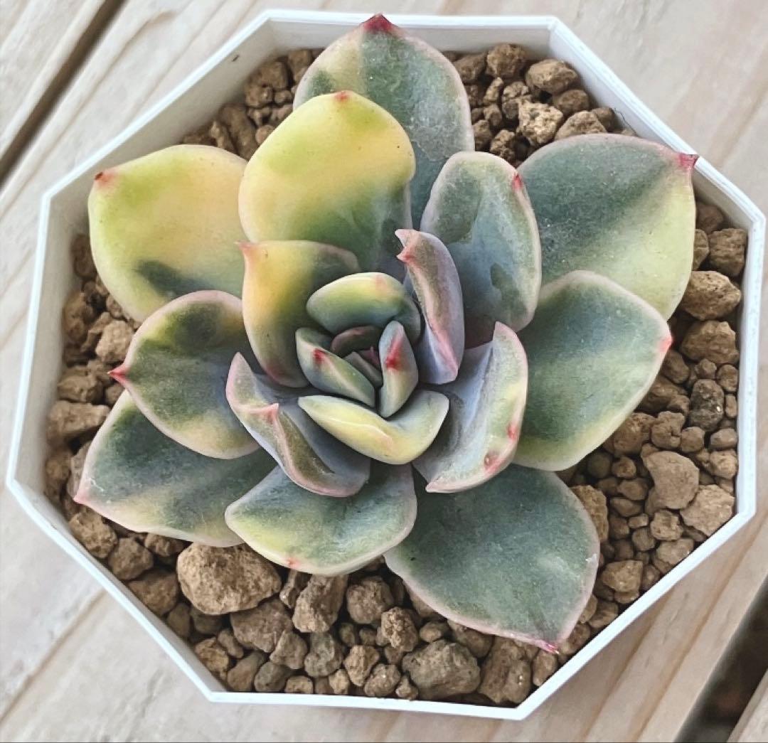 専用　多肉植物　リヤド錦　カット