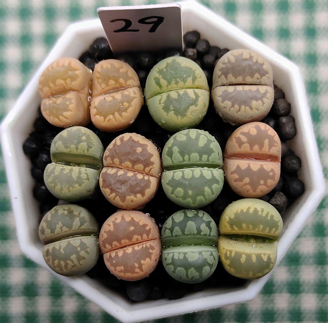 多肉植物リトープス/コノフィツム　大津絵　カラフルセット　土なし　S29