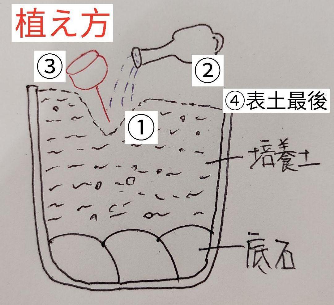 多肉植物リトープス/コノフィツム　大津絵　カラフルセット　土なし　S29