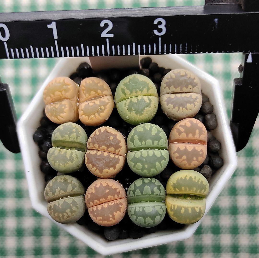 多肉植物リトープス/コノフィツム　大津絵　カラフルセット　土なし　S29