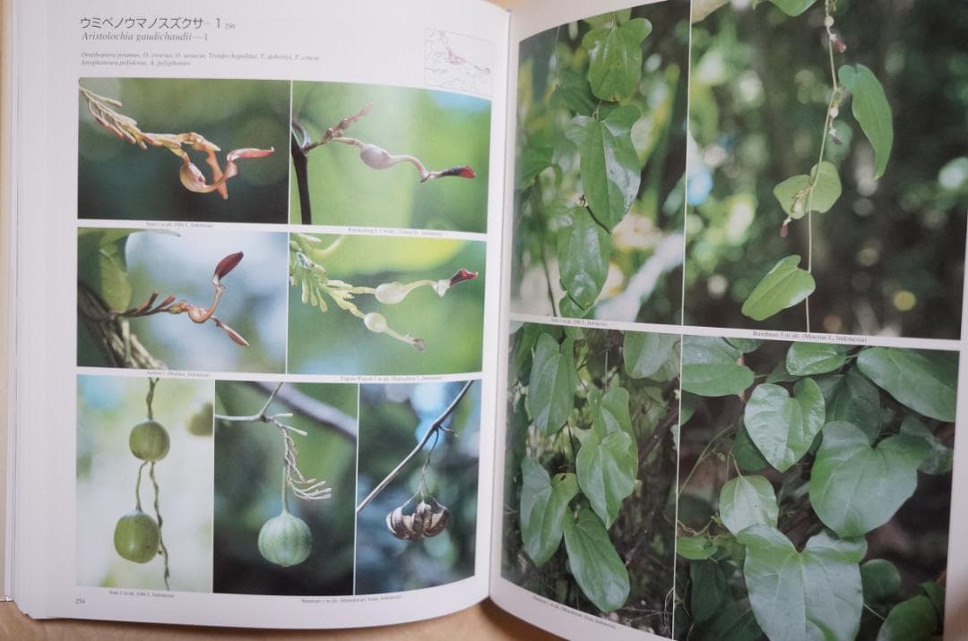 ◆トリバネチョウ生態図鑑　松香 宏隆　松香出版　2001年6月4日第一刷