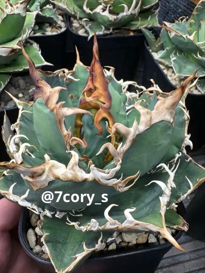 アガベ　オテロイ　実生　検】チタノタ