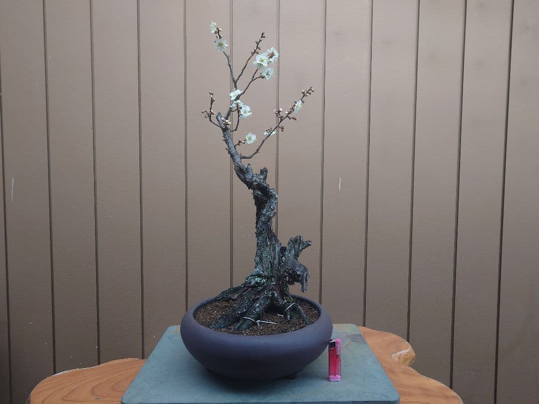 盆栽　野梅　樹高60cm