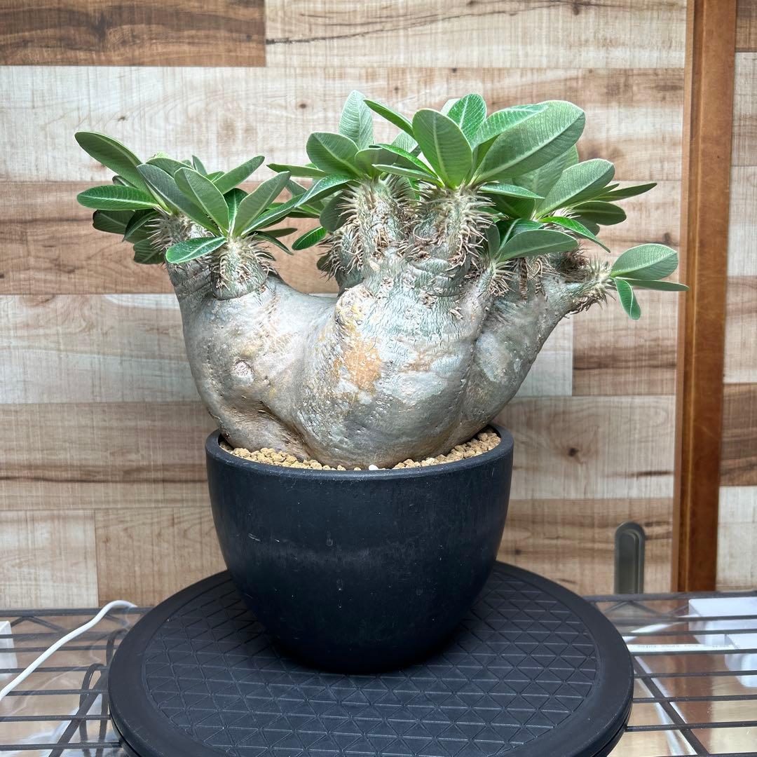 パキポディウム エブレネウム