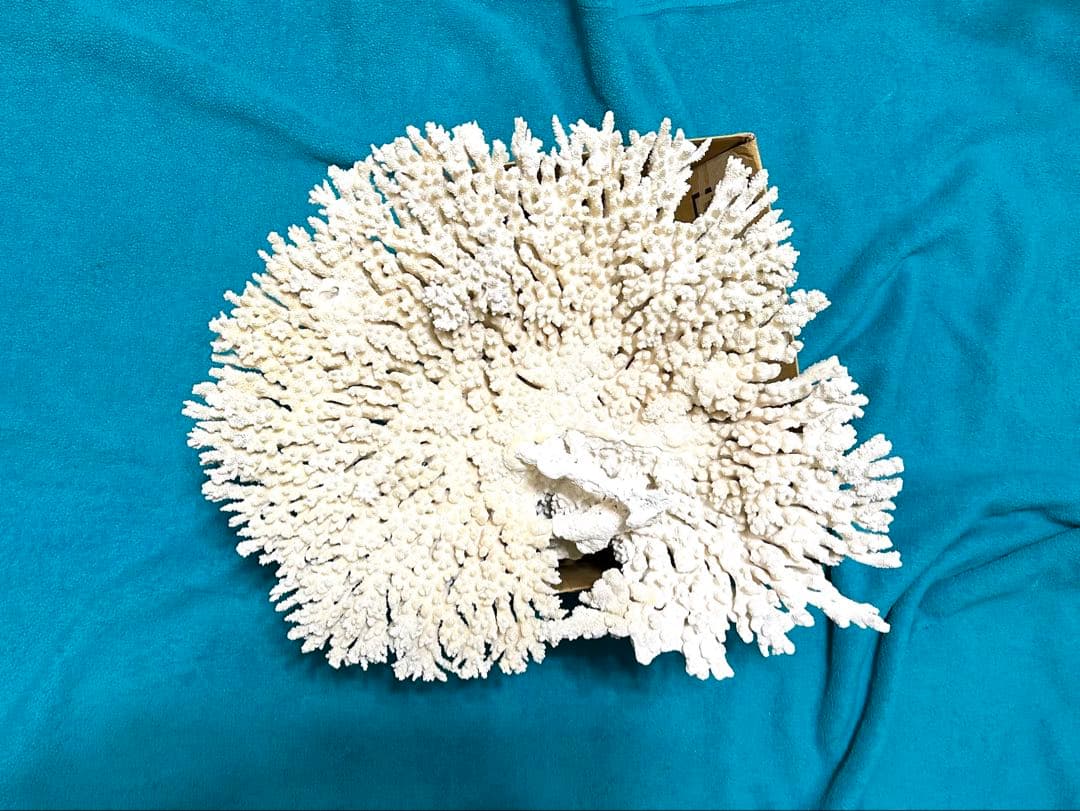 天然珊瑚(テーブル)②