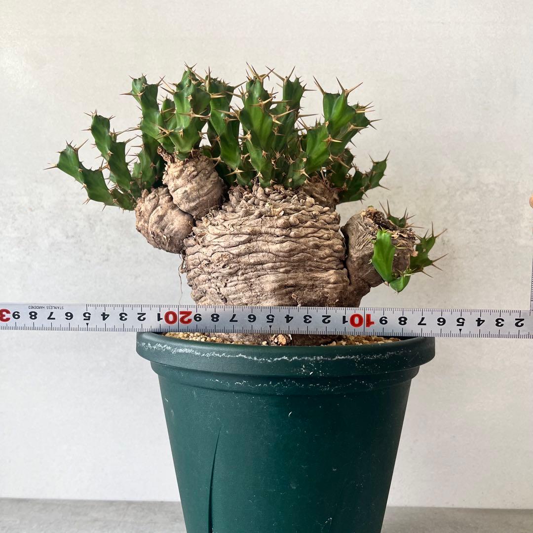 ユーフォルビア　クラビゲラ　現地球　Euphorbia clavigera