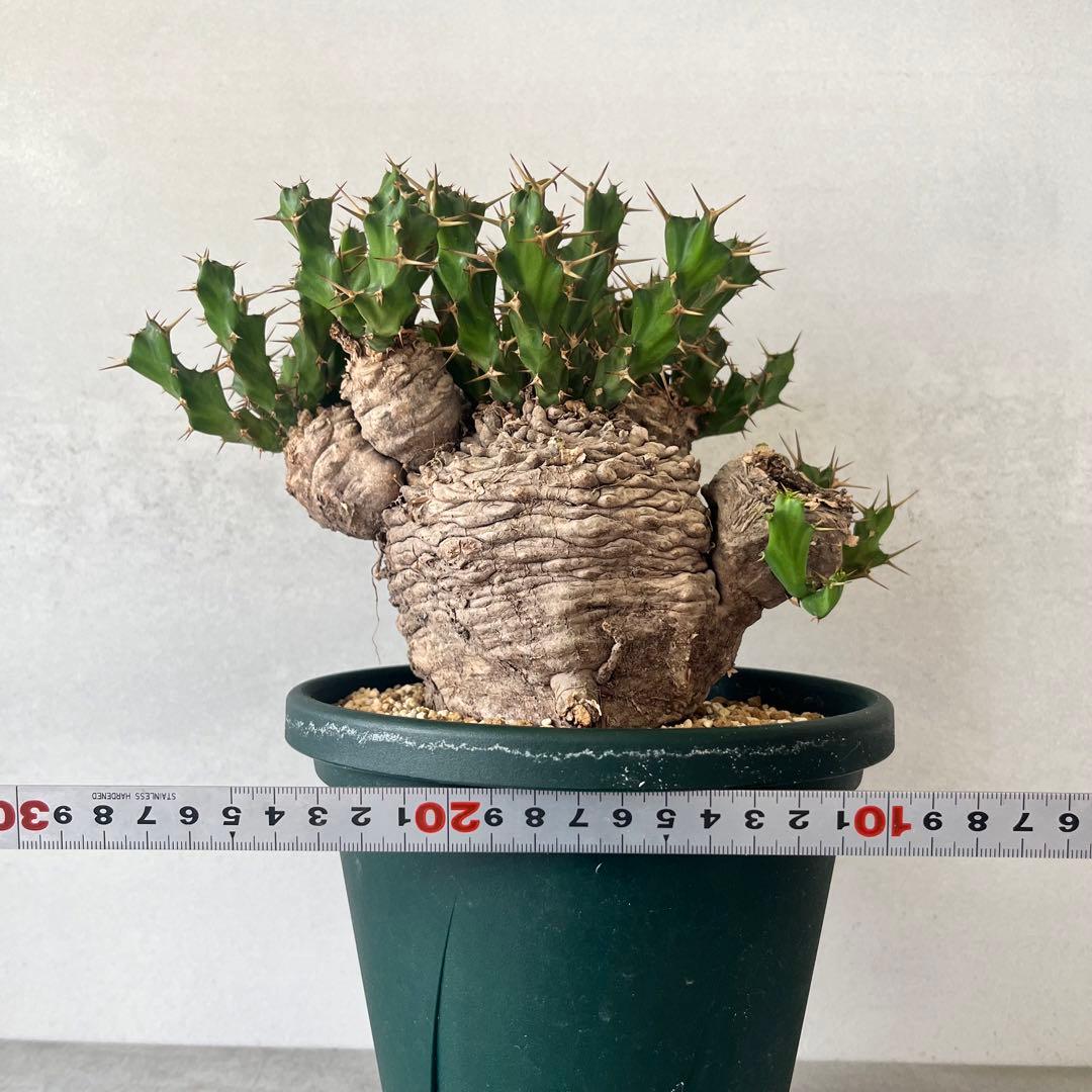 ユーフォルビア　クラビゲラ　現地球　Euphorbia clavigera