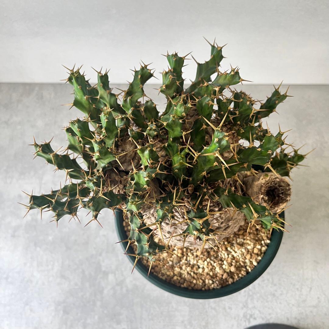 ユーフォルビア　クラビゲラ　現地球　Euphorbia clavigera