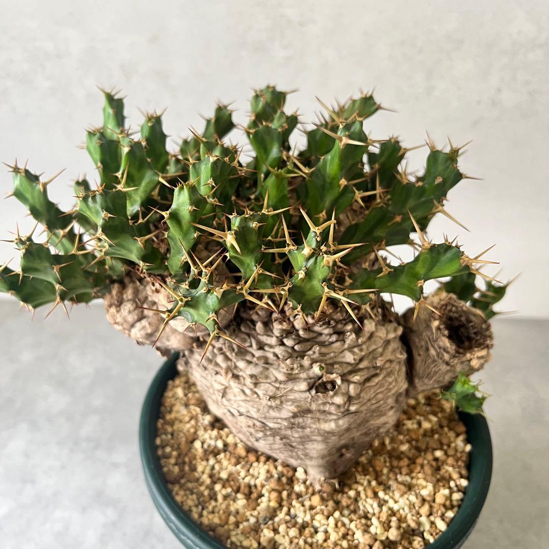 ユーフォルビア　クラビゲラ　現地球　Euphorbia clavigera