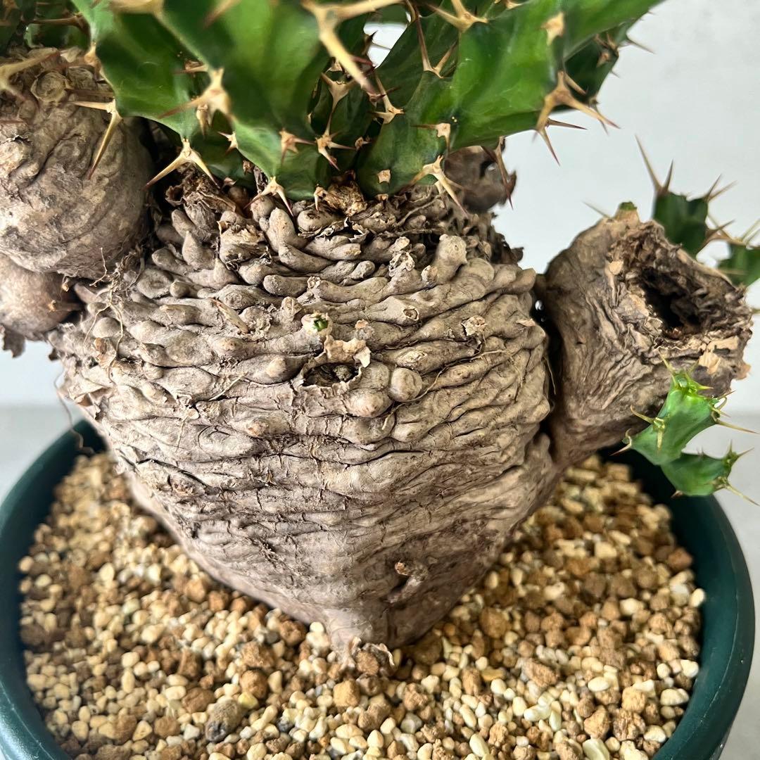 ユーフォルビア　クラビゲラ　現地球　Euphorbia clavigera