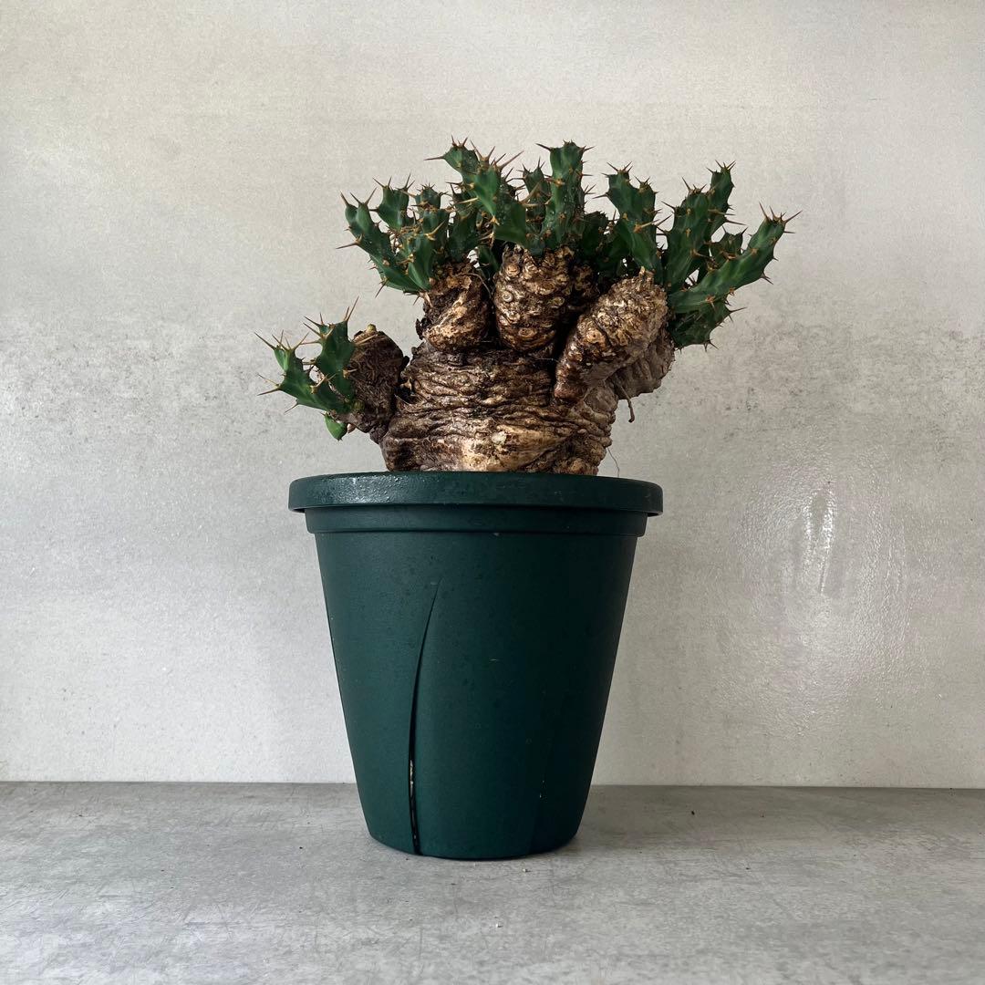 ユーフォルビア　クラビゲラ　現地球　Euphorbia clavigera