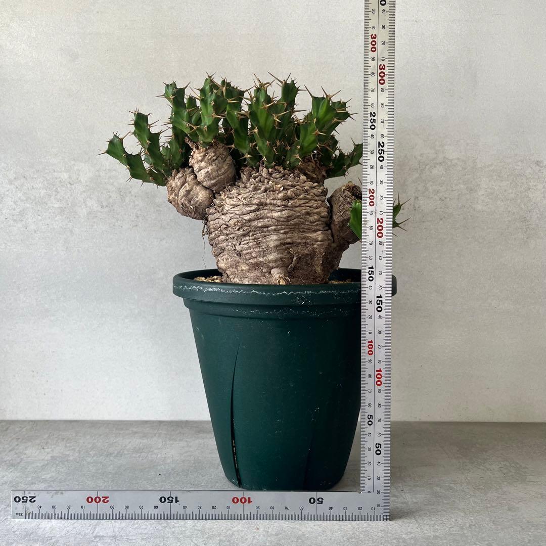 ユーフォルビア　クラビゲラ　現地球　Euphorbia clavigera