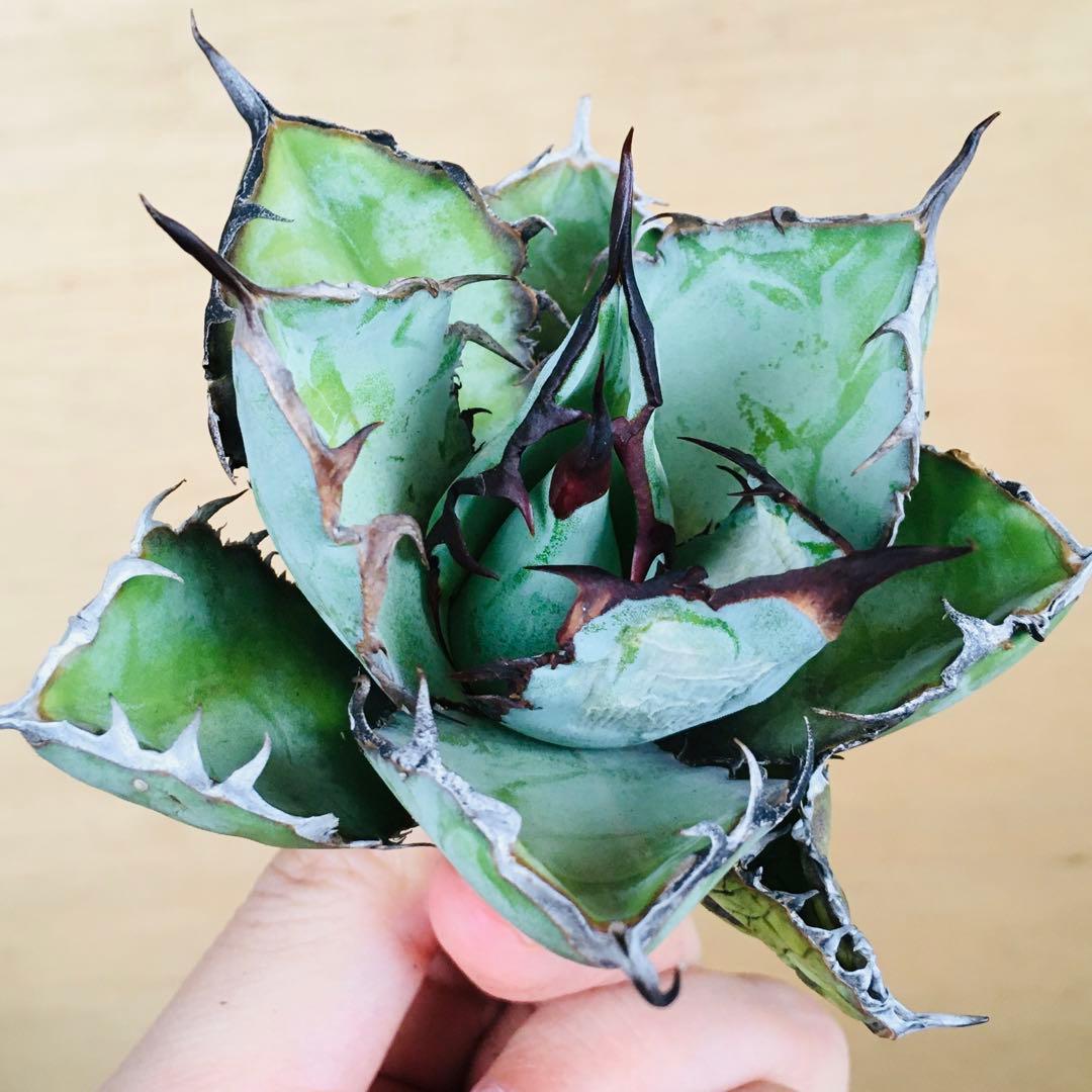 【稀少】5 ブラックアンドブルー 特選 極上黒棘 TC株 アガベ チタノタ