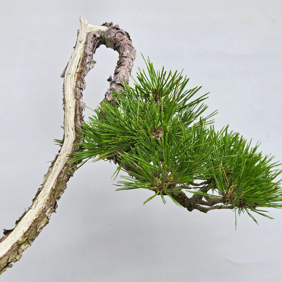 赤松　[山採り文人木]　中品盆栽